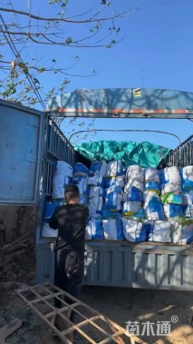 高度20厘米矾根