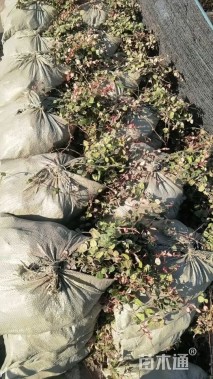 30厘米花叶络石