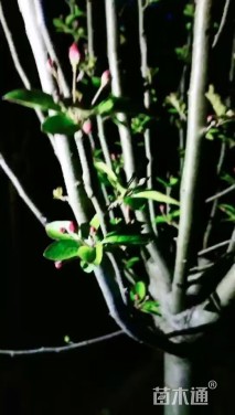 10公分西府海棠