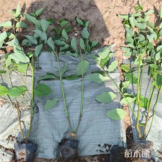 高度50厘米红瑞木