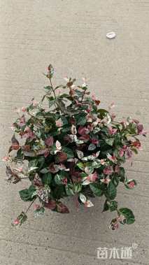 15厘米花叶络石