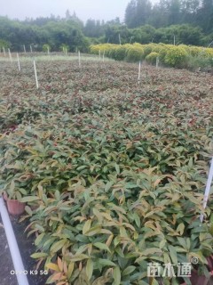 高度40厘米亮叶朱蕉