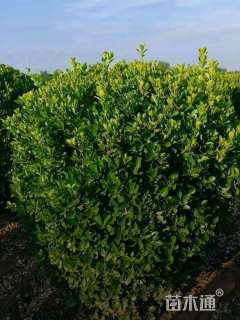 冠幅190厘米大叶黄杨球