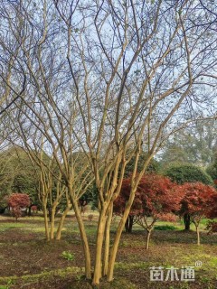 高度500厘米丛生紫薇