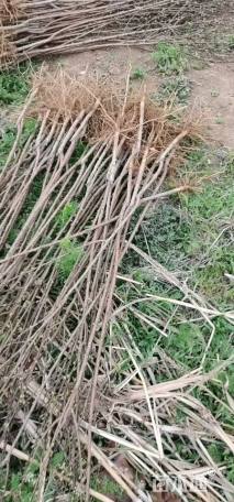 0.6公分珍珠油杏