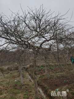 高度700厘米羽毛枫