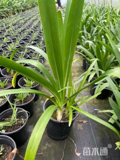 高度50厘米百子莲
