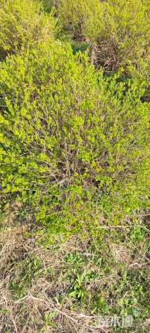 冠幅70厘米金叶女贞球