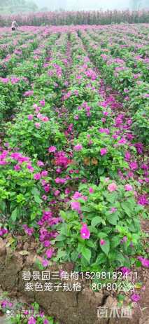 高度50厘米三角梅