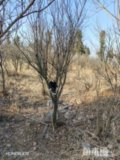 高度250厘米石榴