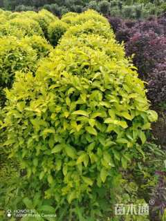 冠幅80厘米金冠女贞球