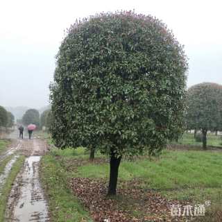 22公分桂花