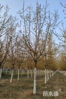 15公分金叶复叶槭