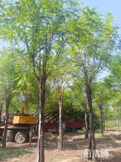 15公分金叶刺槐