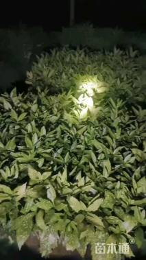 高度30厘米花叶珊瑚小苗