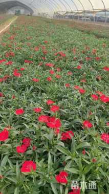 高度20厘米常夏石竹