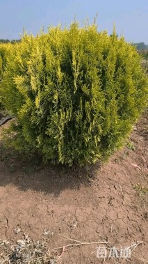 冠幅100厘米洒金柏球