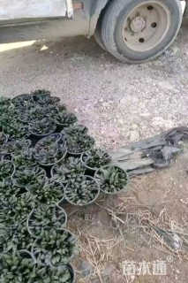 高度5厘米多花筋骨草