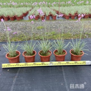 高度80厘米紫娇花