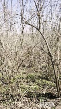 高度200厘米丛生金银木