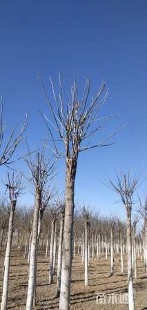 12公分秋紫白蜡