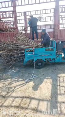 5公分染井吉野樱