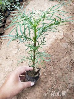 波斯菊