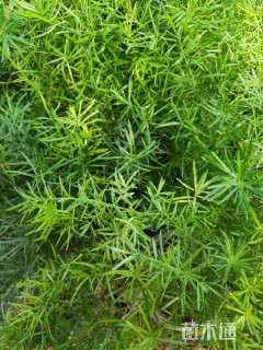 主蔓长25厘米天门冬