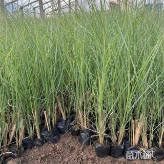 高度30厘米细叶芒