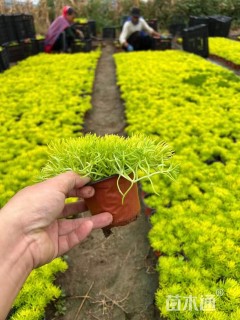 高度10厘米金叶佛甲草