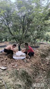 15公分中国红枫