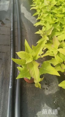 高度20厘米金叶甘薯