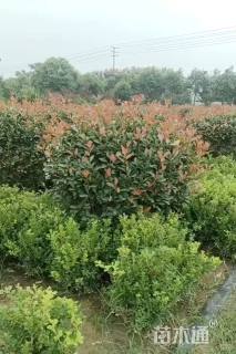 冠幅120厘米石楠球