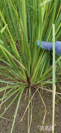 高度80厘米蒲苇