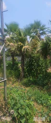 裸干高200厘米蒲葵