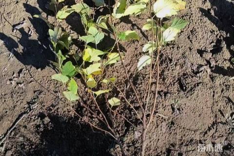 高度70厘米金叶风箱果