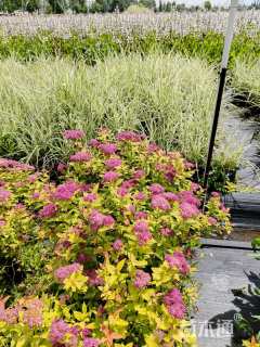 高度50厘米花叶芒