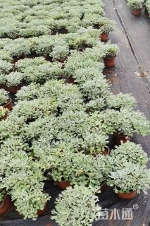 高度15厘米芙蓉菊