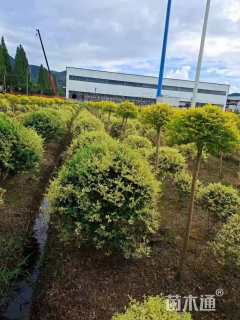 高度80厘米变色女贞