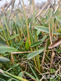 高度20厘米再力花