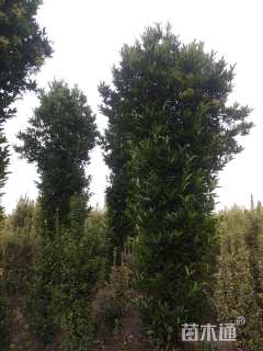 高度500厘米法国冬青
