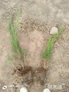 高度40厘米沙地柏