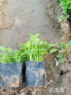 高度7厘米紫花地丁