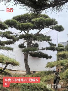 36公分造型油松