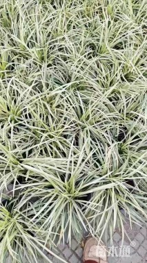 高度30厘米丽蚌草