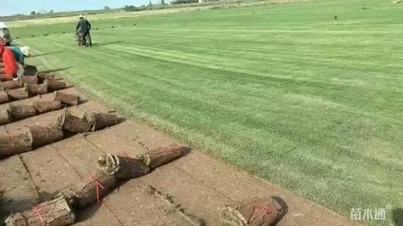 草卷状百慕大草