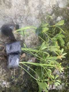 高度25厘米鸭脚木