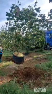 高度250厘米黄皮