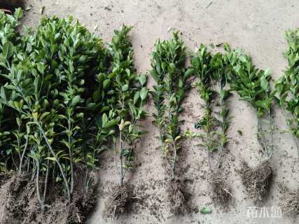 高度35厘米大叶黄杨