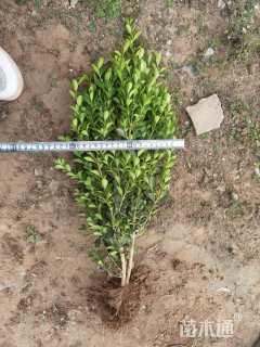 高度50厘米瓜子黄杨